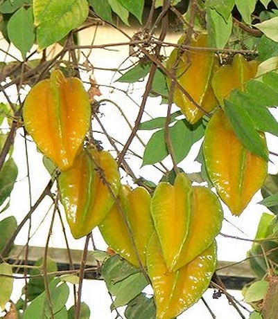 Sumber foto : internet