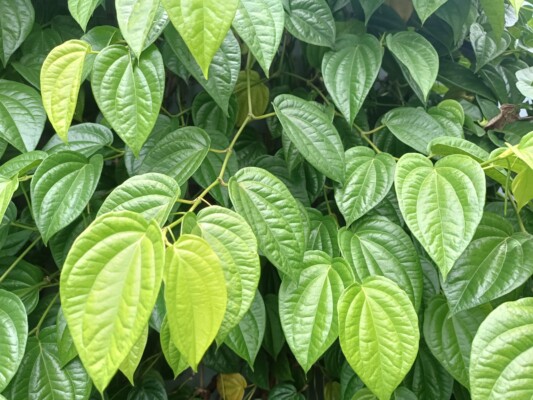 Manfaat Tersembunyi Daun Sirih: Dari Kesehatan Mulut hingga Pengendalian Diabetes