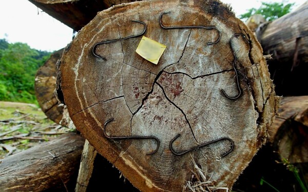 Ilustrasi kayu bersumber dari PHAT 