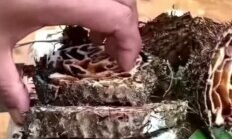 Manfaat Kesehatan Tanaman Sarang Semut Papua sebagai Herbal Tradisional