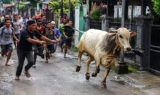 Sapi Kurban Lepas Saat Idul Adha, Warga Panik Kejar hingga Viral di Media Sosial